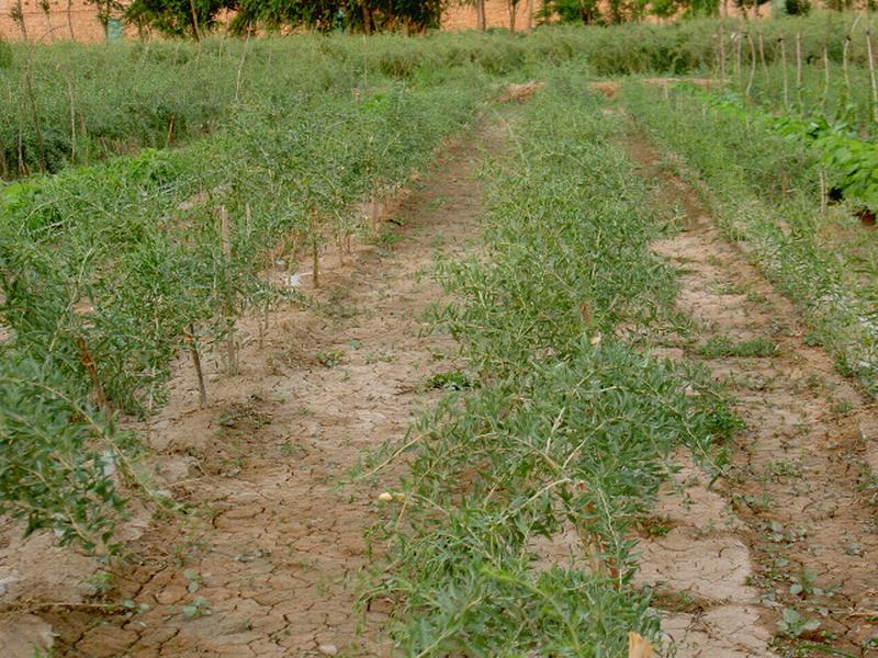 土壤墑情監測儀實現科學助農