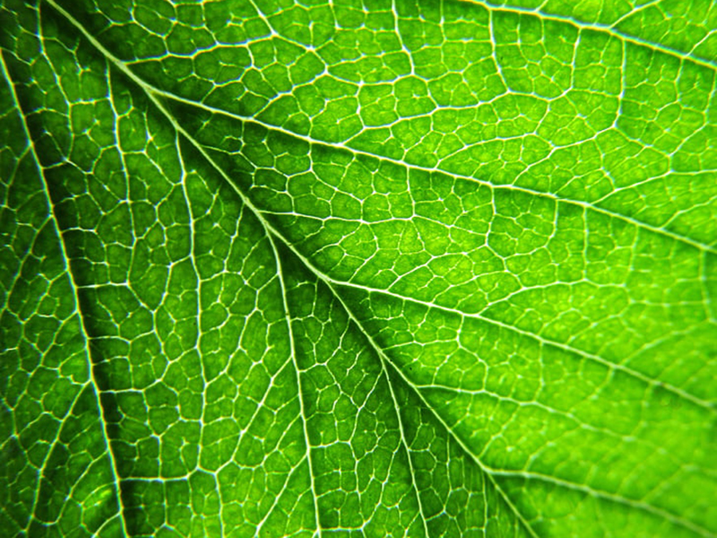 葉綠素含量測量儀為指導農戶合理施肥