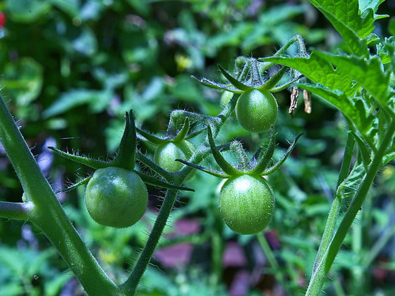 農藥殘留會對身體產生怎樣的危害？