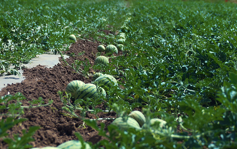 土壤養分檢測儀
