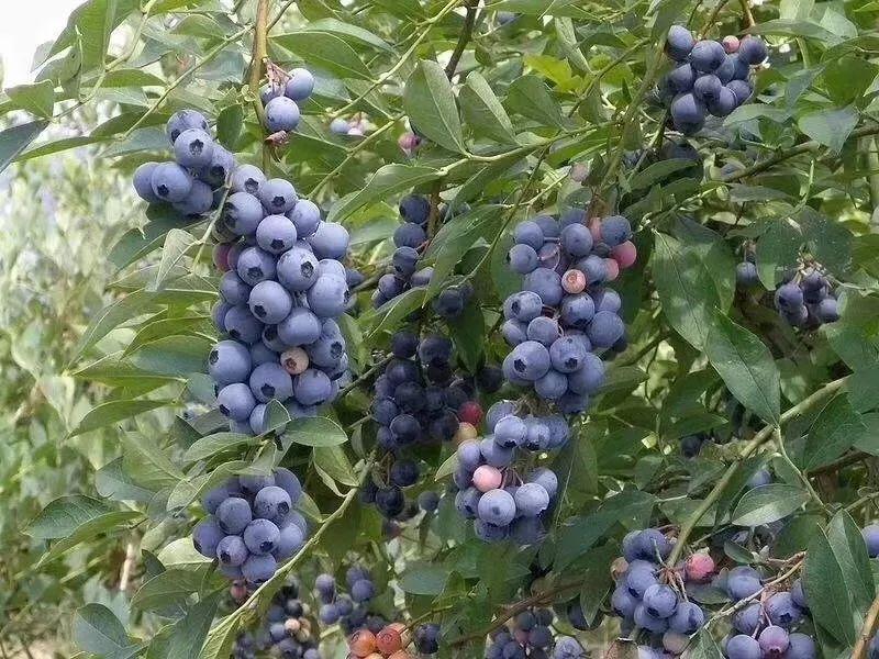 藍(lán)莓表面的白霜是農(nóng)藥殘留嗎？農(nóng)藥殘留檢測儀來回答