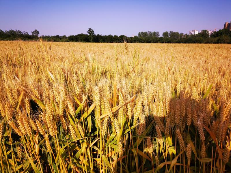 食品快檢儀器:HED-HQM小麥黃曲霉素檢測儀 食品快檢儀器:HED-HQM小麥黃曲霉素檢測儀