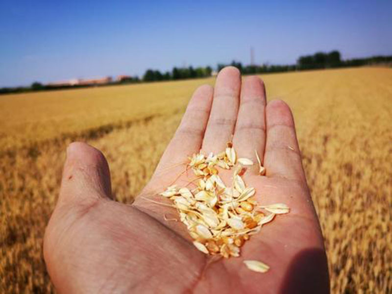 糧食水分測(cè)量?jī)x,為小麥提供合理存儲(chǔ)時(shí)間 糧食水分測(cè)量?jī)x,為小麥提供合理存儲(chǔ)時(shí)間