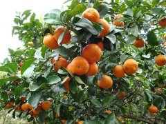 砂糖橘的種植，光照很重要