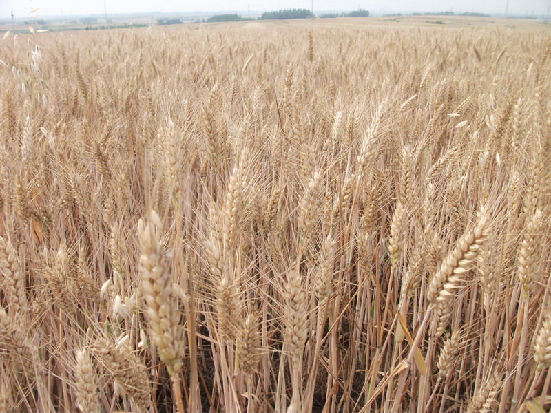 小麥黃曲霉素檢測儀，可為小麥健康助力