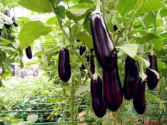 種植茄子肥料的選擇很重要！