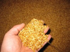 糧食中的真菌毒素怎么檢測？