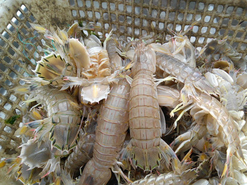 為什么在皮皮蝦中屢次檢出鎘超標(biāo) 為什么在皮皮蝦中屢次檢出鎘超標(biāo)